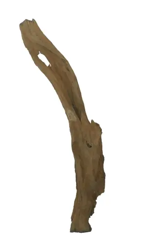 Product image of the product “Root made of teak wood, around 140 - 165 cm Height. May vary shapes. ”